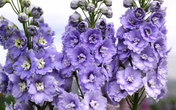 Дельфиниум Сирень Дамы