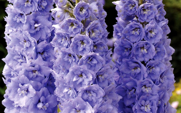 Дельфиниум Центурион