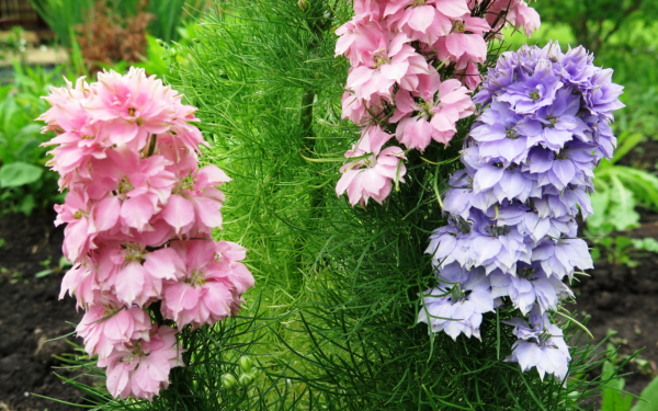 Дельфиниум гиацинтовый