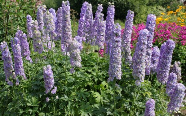 Дельфиниум гибридный Кристалл восторга