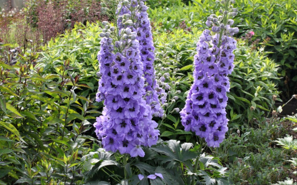 Дельфиниум гибридный Лиловый Карлик