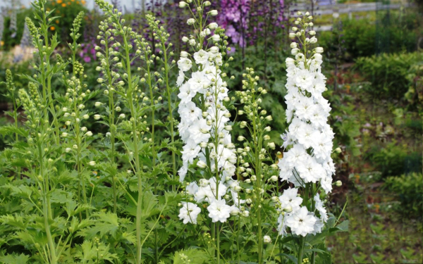 Дельфиниум гибридный белый