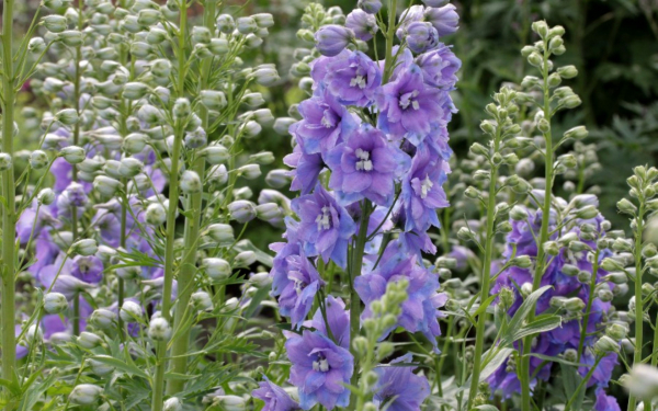 Дельфиниум гибридный многолетний