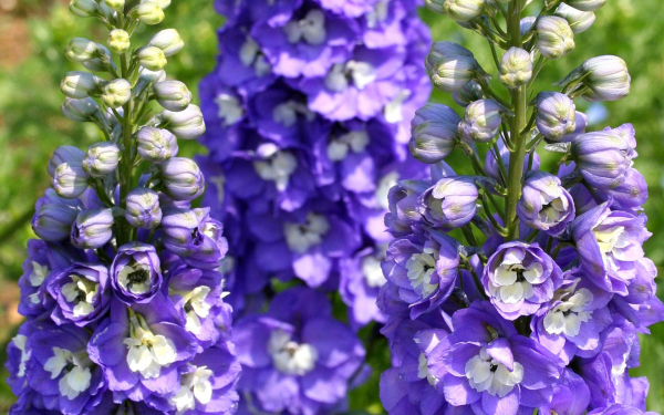 Дельфиниум гигантский