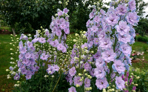 Дельфиниум на клумбе