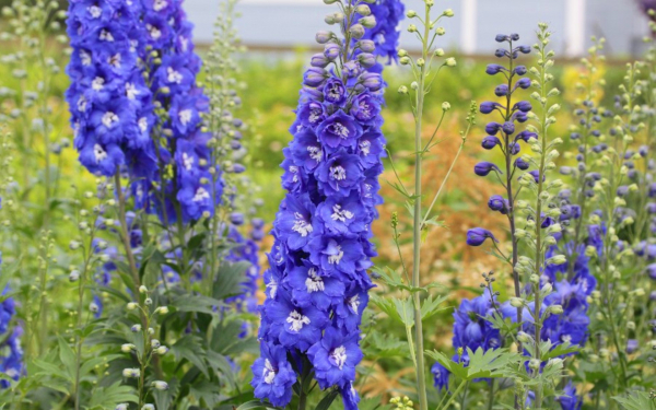 Дельфиниум новозеландские гибриды Royal Aspirations