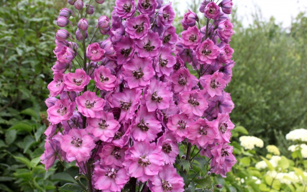 Дельфиниум новозеландский гибрид Сумеречная дева