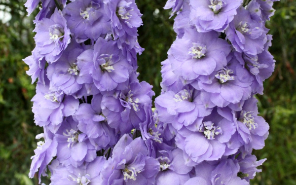 Дельфиниум новозеландский лиловый