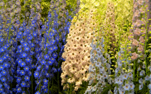 Дельфиниум разноцветный