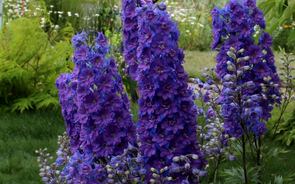 Дельфиниум сине-фиолетовый