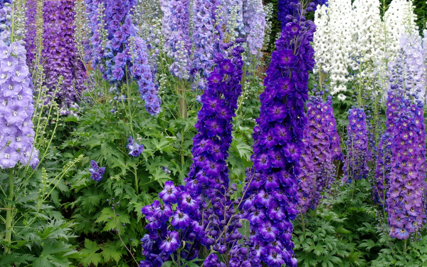 Красивые цветы дельфиниумы