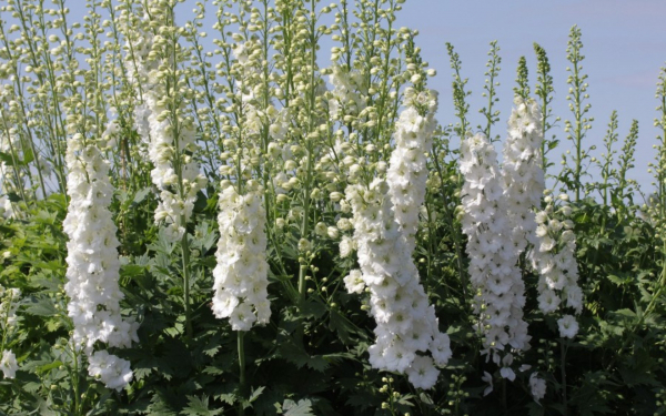 Новозеландский гибридный дельфиниум белый