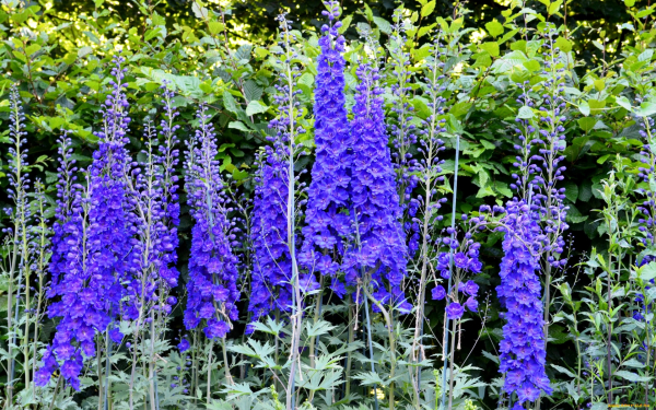 Синий дельфиниум