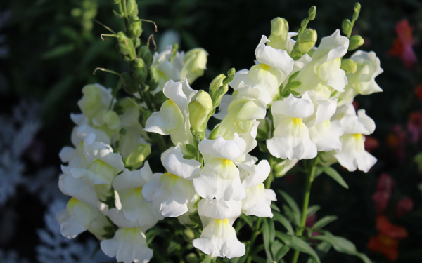 Белый львиный зев