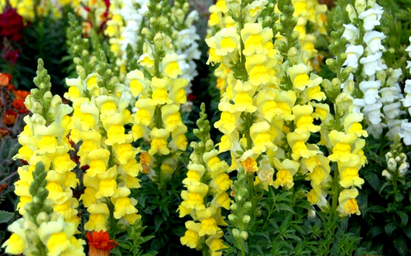 Желтый и белый львиный зев