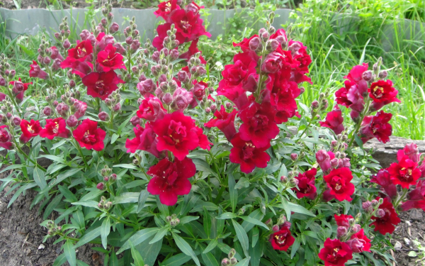 Львиный зев  красный низкорослый