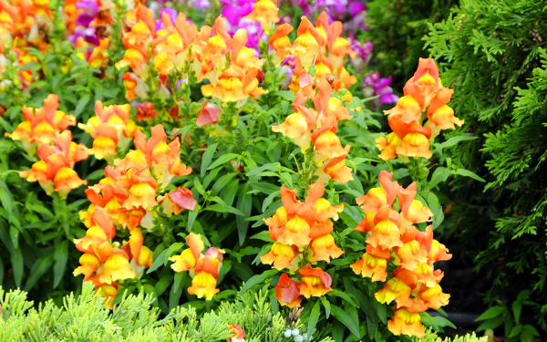 Львиный зев  садовый однолетник