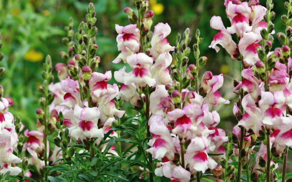 Львиный зев Lucky Lips