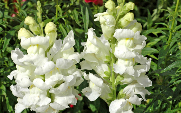 Львиный зев белый