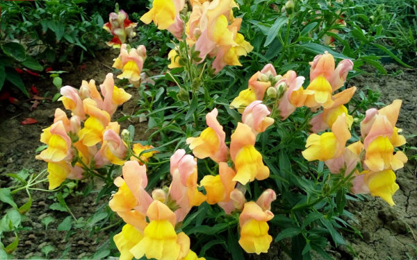 Львиный зев желто-розовый