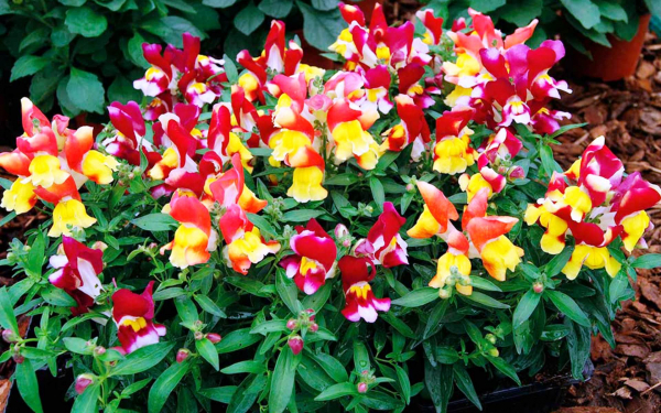 Львиный зев карликовый