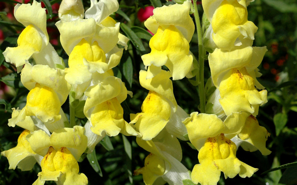 Львиный зев лимонный