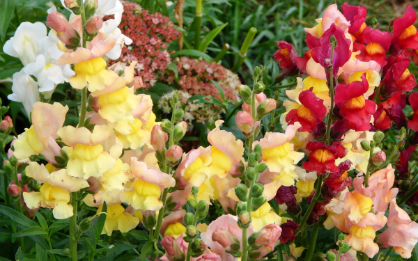 Львиный зев микс