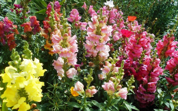 Львиный зев на клумбе