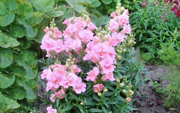 Львиный зев низкоросый розовый