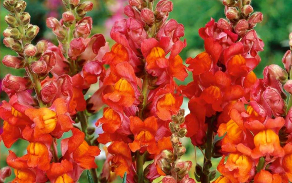 Львиный зев оранжевый