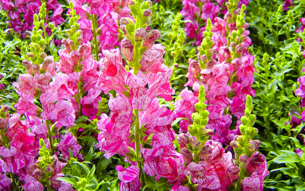 Львиный зев розовый твист