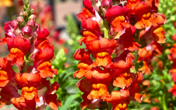 Львиный зев скоморох