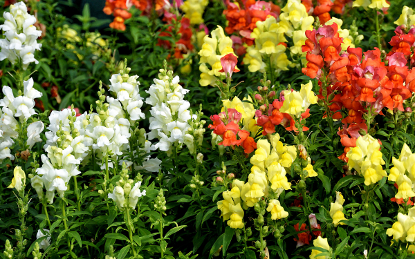 Львиный зев смесь