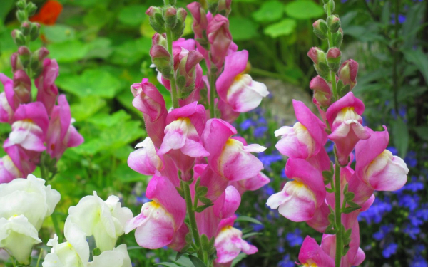 Львиный зев цветы