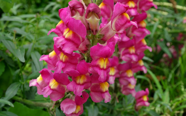 Пурпурный львиный зев