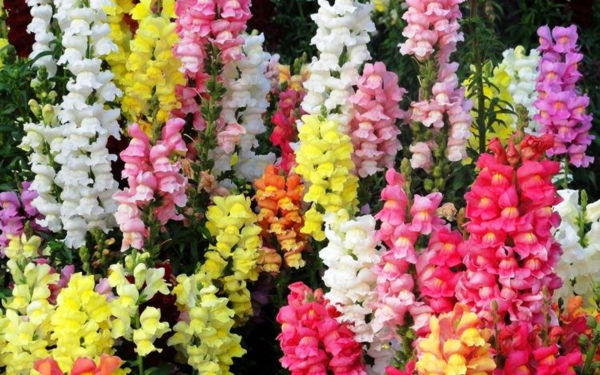 Радужный львиный зев