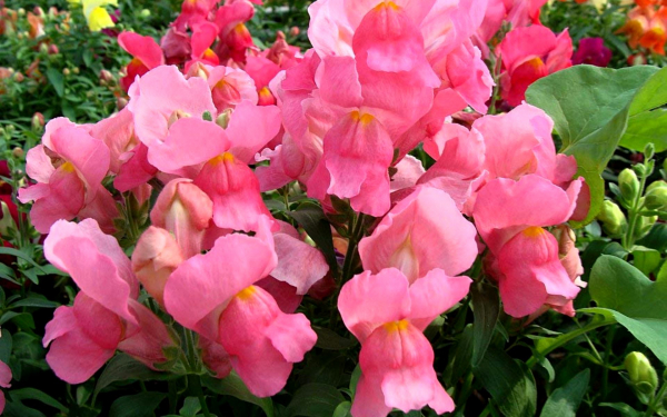 Розовый львиный зев в саду