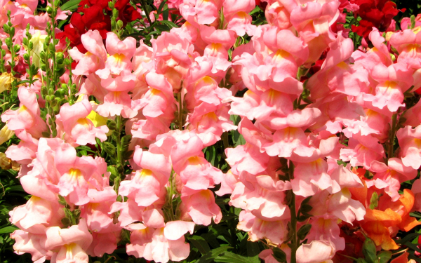 Розовый львиный зев