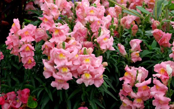 Цветение львиного зева