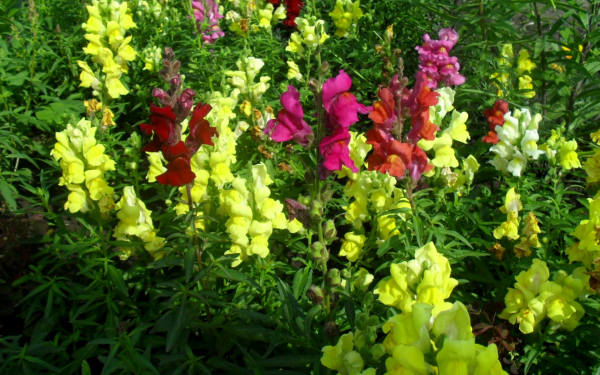 Цветы львиный зев на клумбе