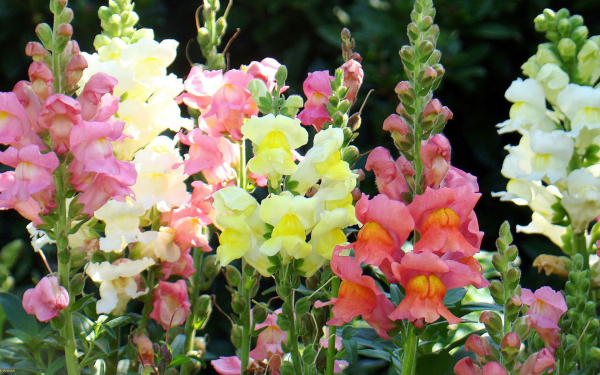 Цветы львиный зев