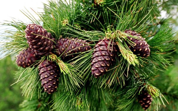 Шишки кедровые