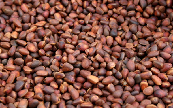 Кедровые орехи