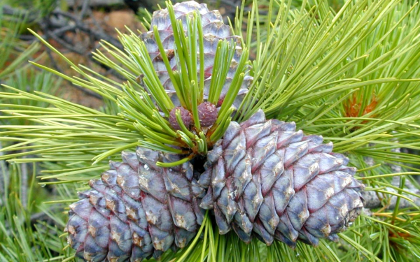 Кедровые шишки