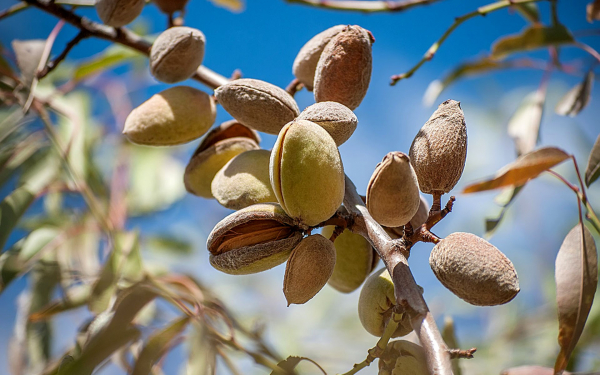 Грецкий орех