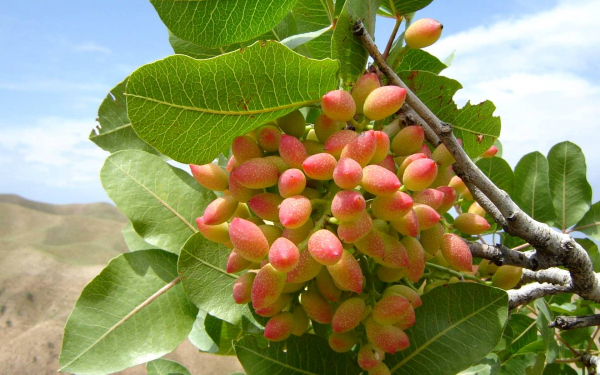 Фисташки на ветке