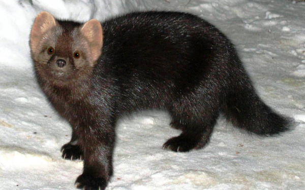 Баргузинский соболь