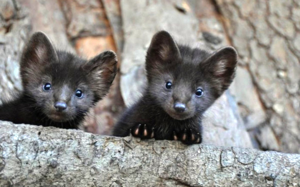 Два соболенка