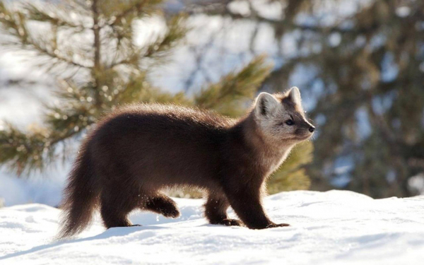 Зимний соболь