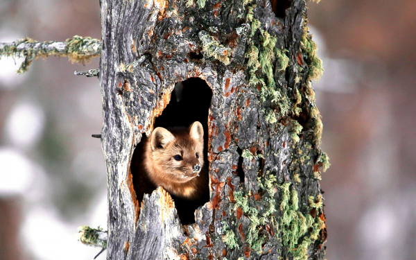 Соболь в дупле